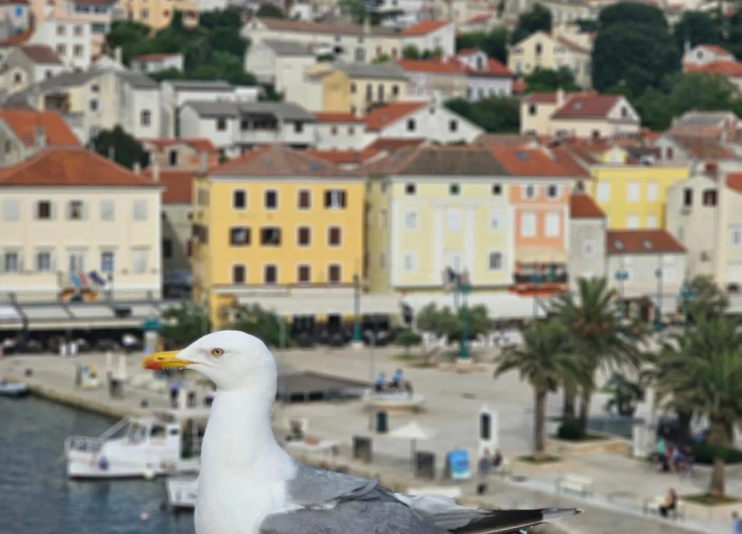 Sea Breeze - Center - Rooftop Terrace Mali Lošinj Διαμέρισμα